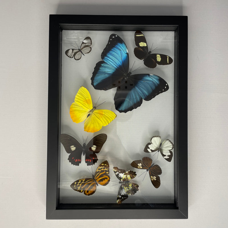 9 Assorted Butterflies/Moths in Double Glass 8" x 12" Frame