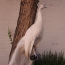 Albino Peacock Mount