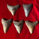 Small Megalodon Tooth