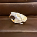 Muskrat Skull