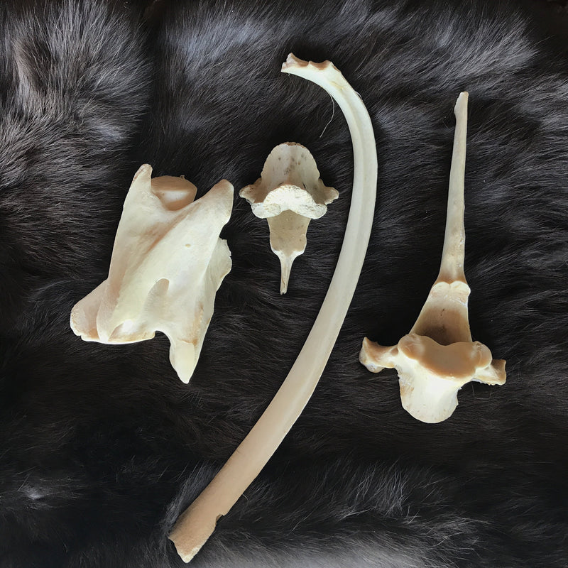 Assorted Wild Boar Bones - Curious Nature