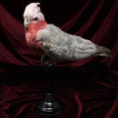 Rose Breasted Cockatoo