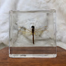 Large Dragonfly Paperweight