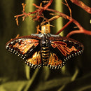 Monarch Butterfly Ornament