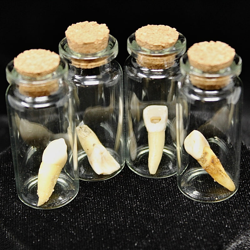 Authentic Human Tooth
