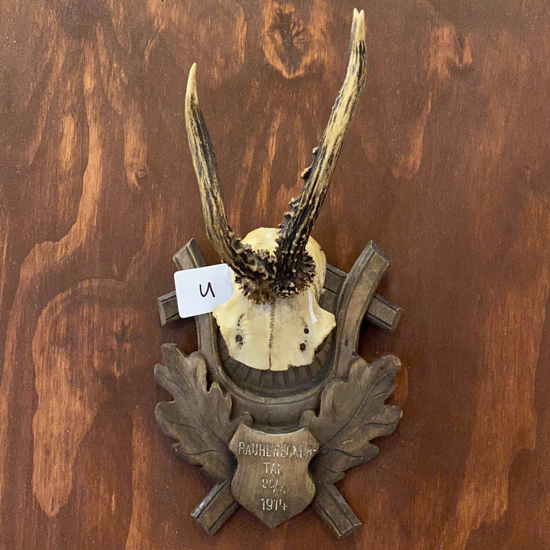 “U” Antique Roe Deer Skull Plate Wall Hanging - Curious Nature