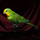 Superb Parrot Taxidermy Mount