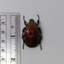 Torynorrhina flammea flammea (Red)