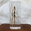 Walking Stick Bug Paperweight