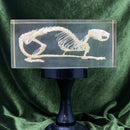 Rat Skeleton Paperweight