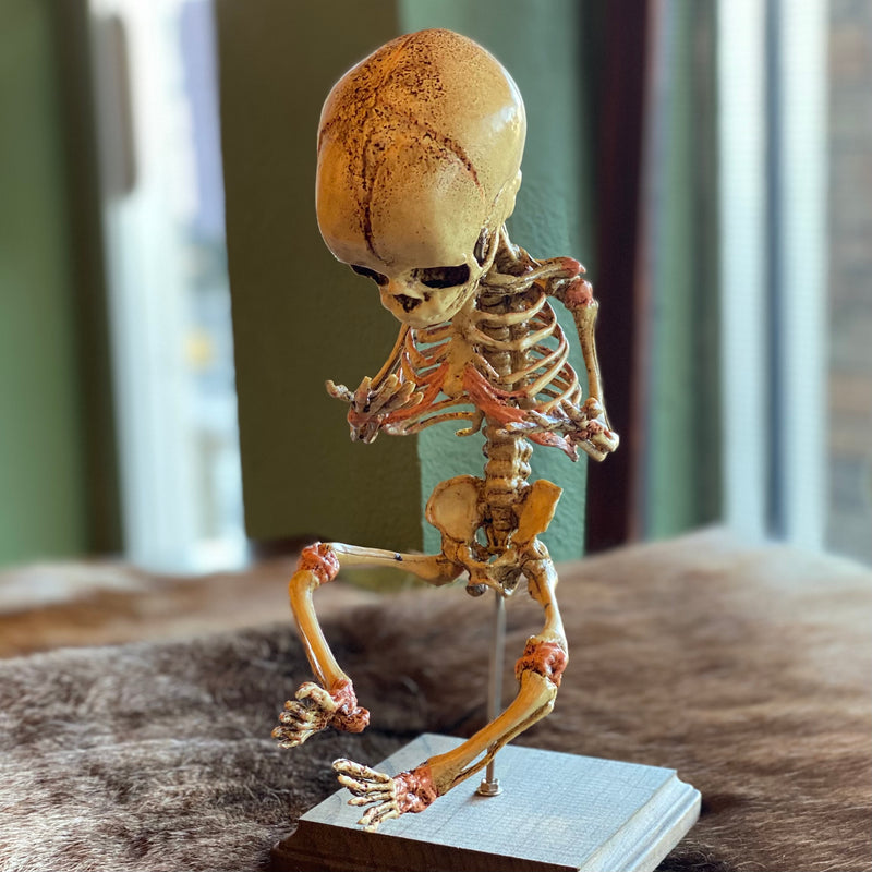 Human Fetal Skeleton Model