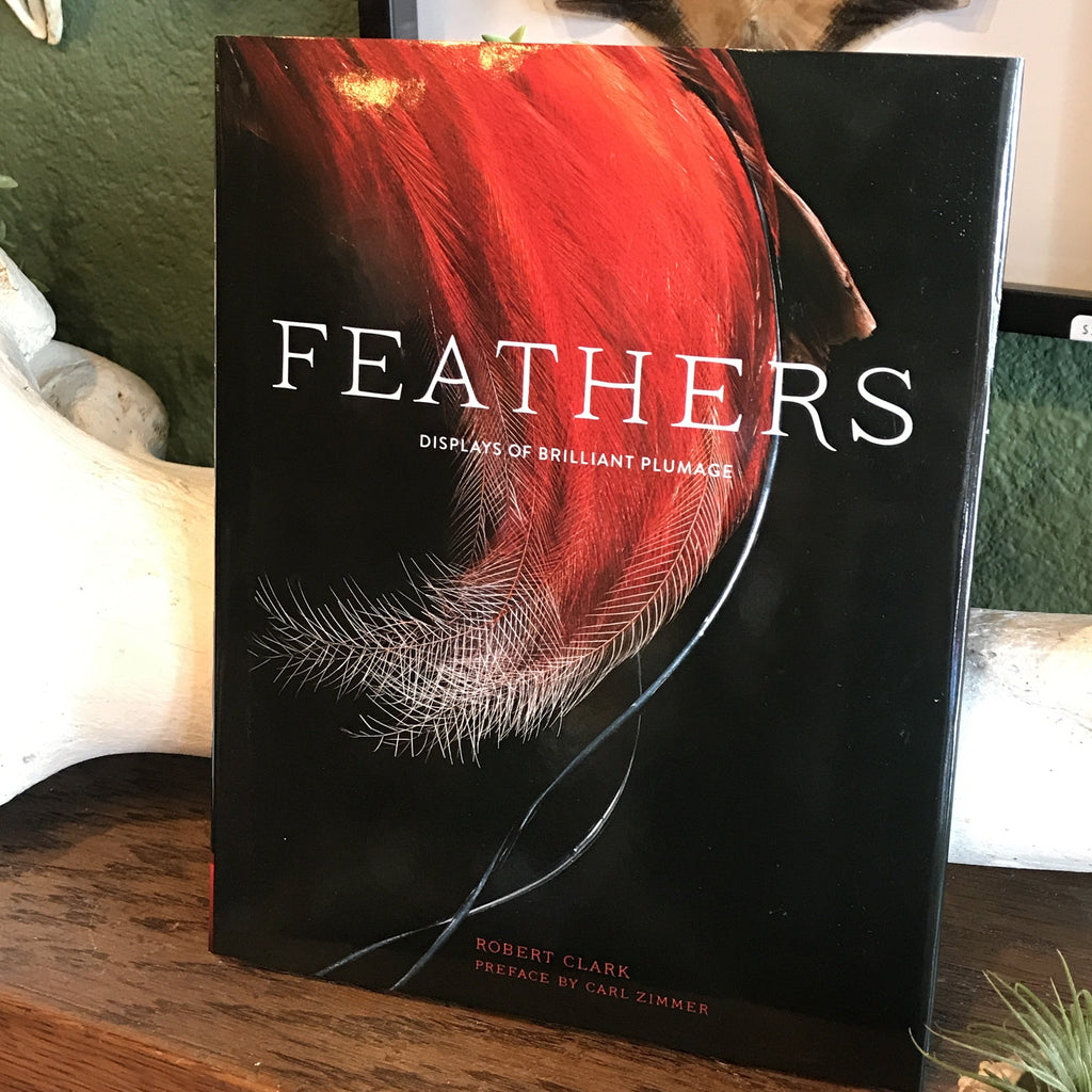 Feathers: Displays of Brilliant Plumage by Robert Clark