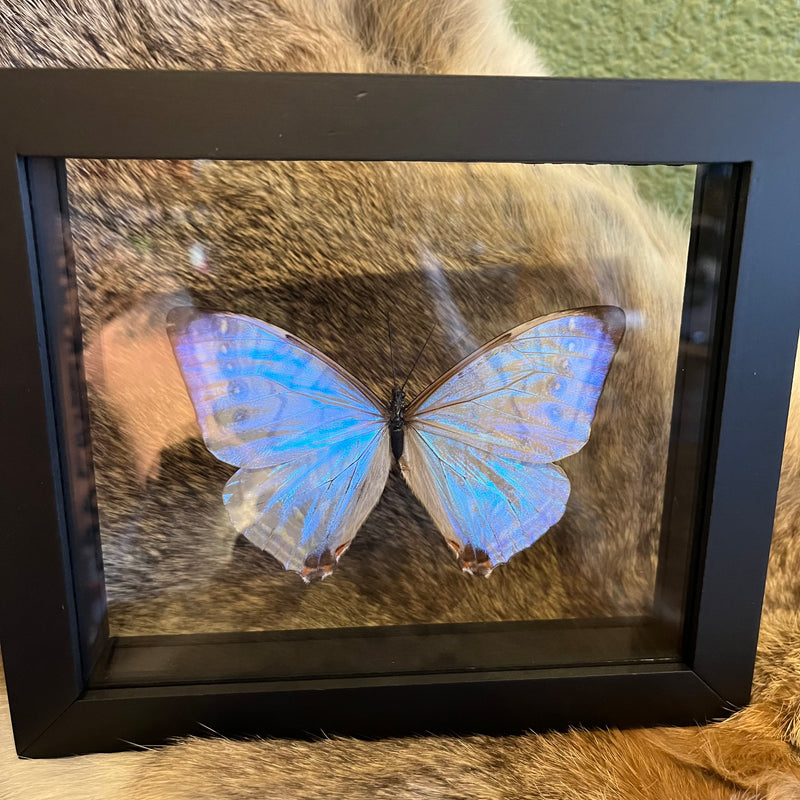 Morpho Butterfly in Double Glass Frame