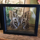 Mounted Caligo Owl Eye Butterfly - Curious Nature