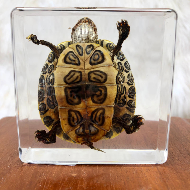 Medium Turtle Paperweight