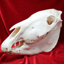 Plains Zebra Skull GRADE B