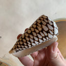 Marbled Cone Shell