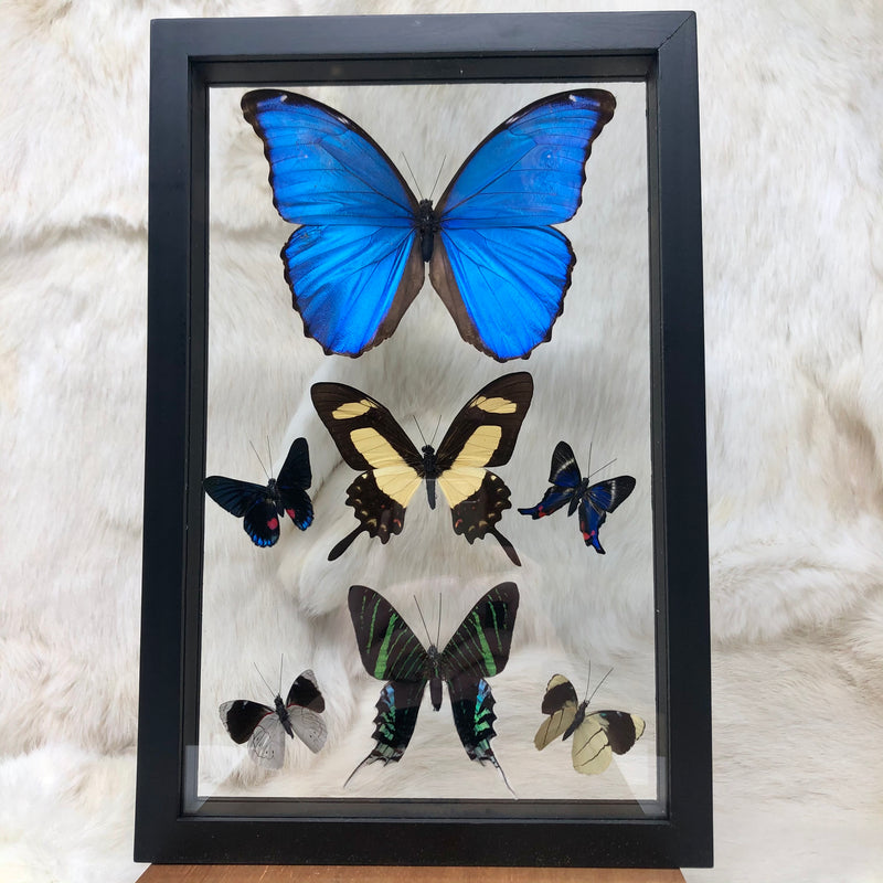7 Assorted Butterflies in Double Glass