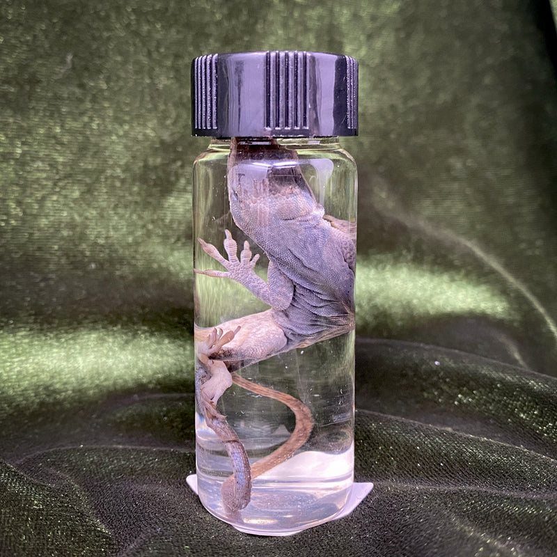 Anole Wet Specimen