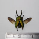 Lamprima adolphinae