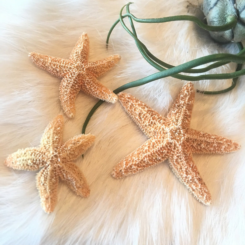 Tiny Sugar Starfish - Curious Nature