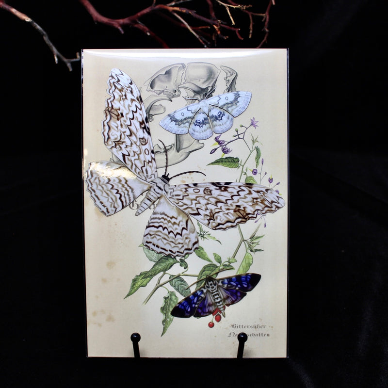Paper Datura Moth Set