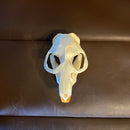 Muskrat Skull