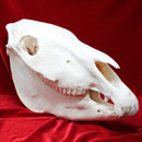Plains Zebra Skull GRADE B