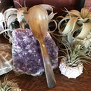 Horn Spoon 7" - Curious Nature
