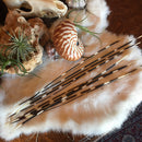 Thin African Porcupine Quill - Curious Nature