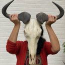 Blue Wildebeest Skull - Grade B
