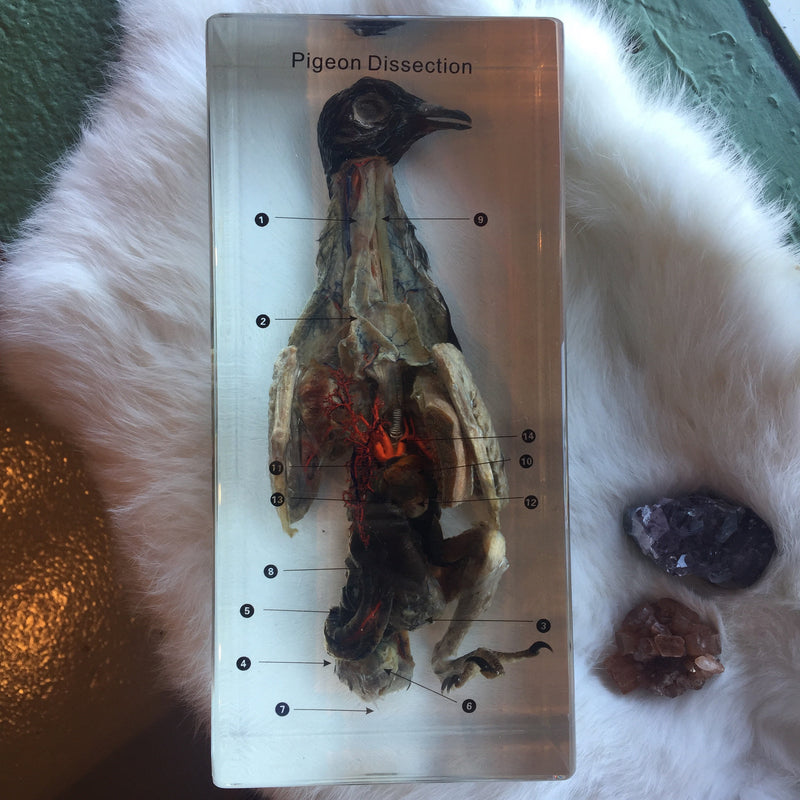 Pigeon Dissection in Resin