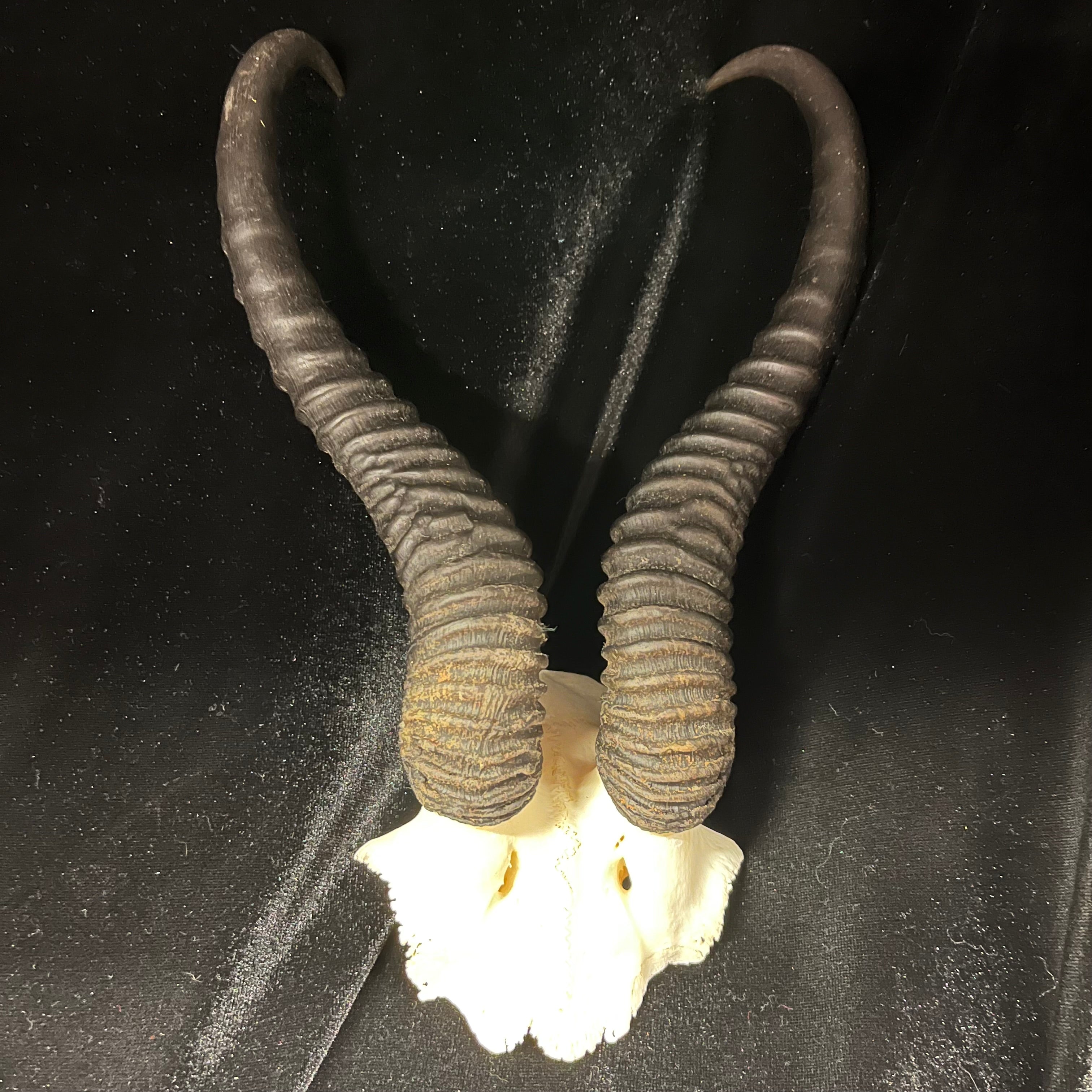 Springbok Complete Skeleton Male Springbok Skullplate