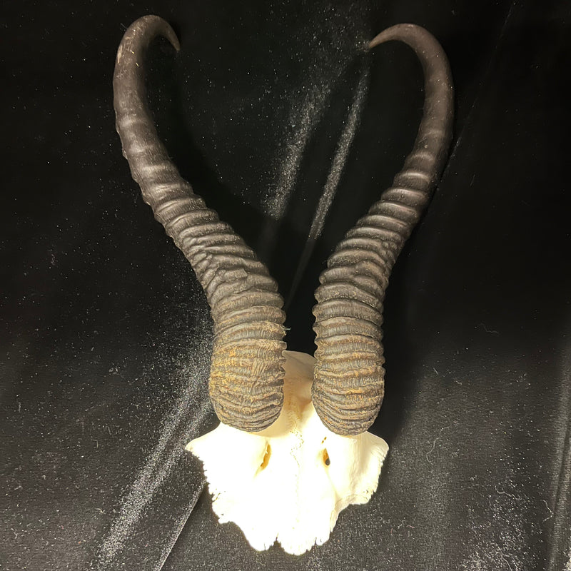 Male Springbok Skullplate