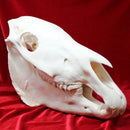 Plains Zebra Skull GRADE B