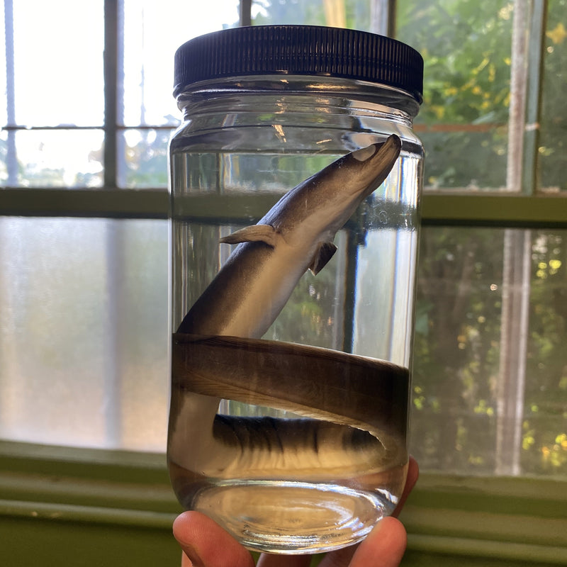 Preserved Freshwater Eel - Curious Nature