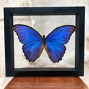Giant Blue Morpho Butterfly in Double Glass