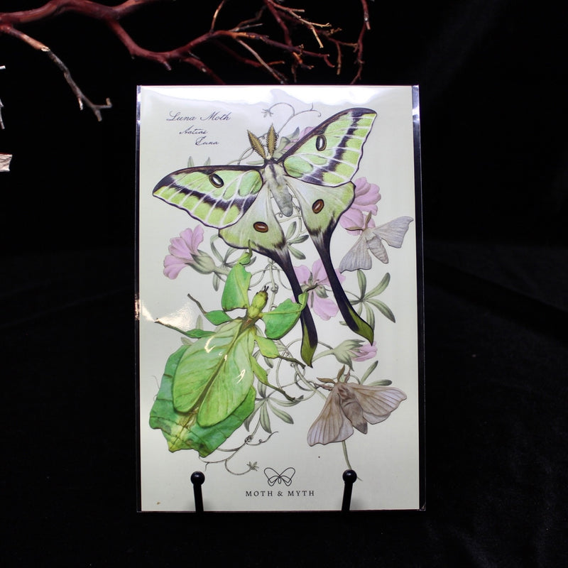Paper Besanti Moth and Leaf Insect Set
