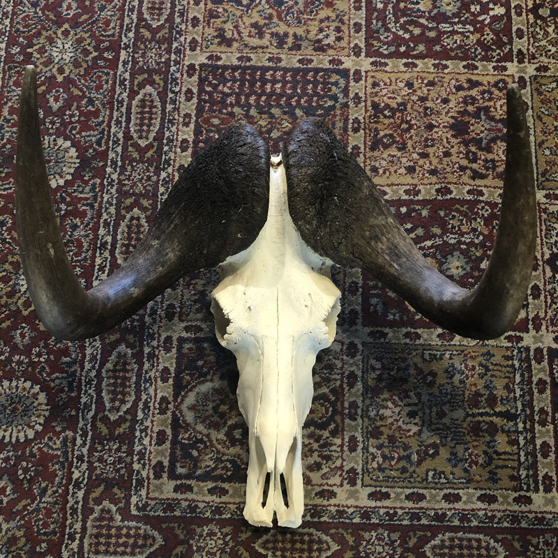 Black Wildebeest Skull - Curious Nature