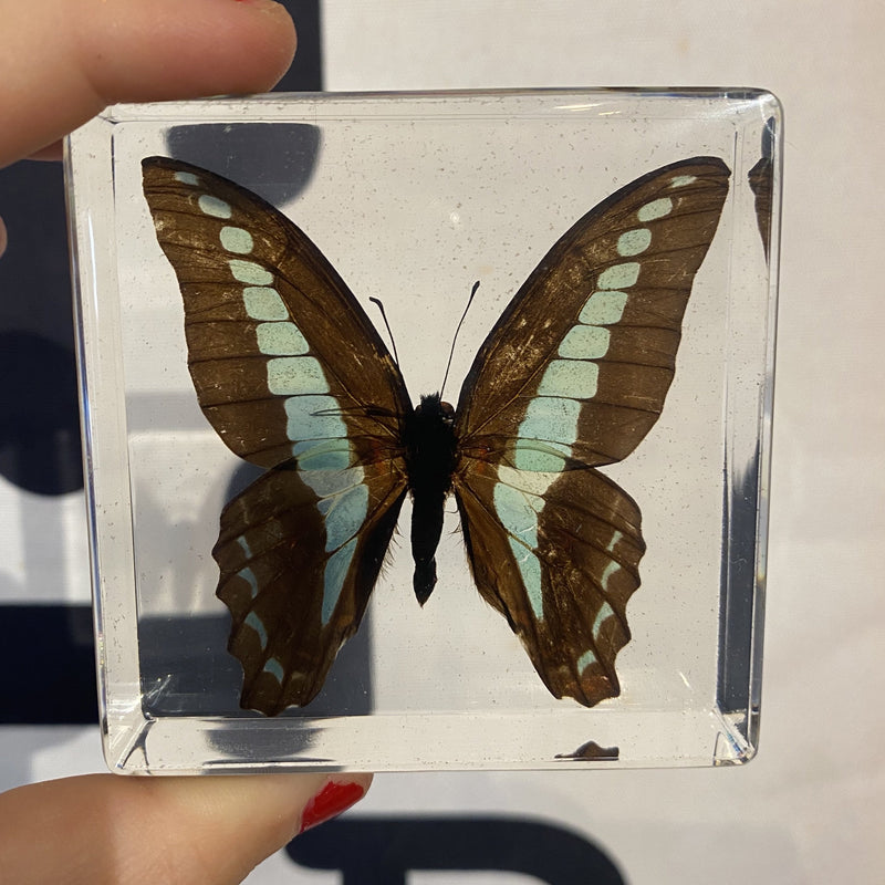 Common Blue Bottle Butterfly Paperweight - Curious Nature
