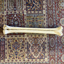 19” Giraffe Metacarpal Leg Bone - Curious Nature