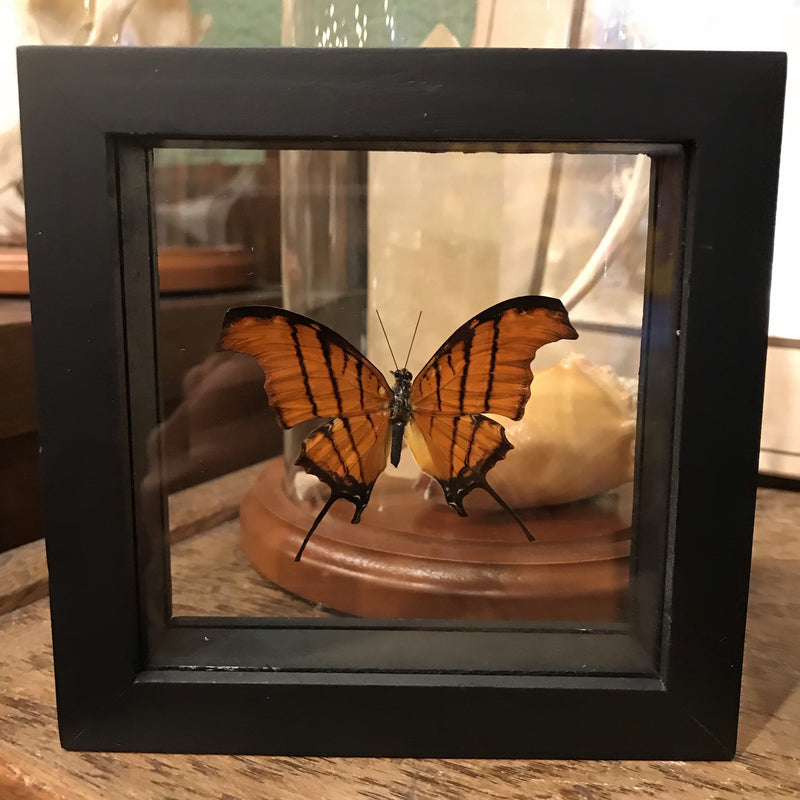 Framed Marpesias Butterflies - Curious Nature