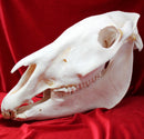 Plains Zebra Skull GRADE B