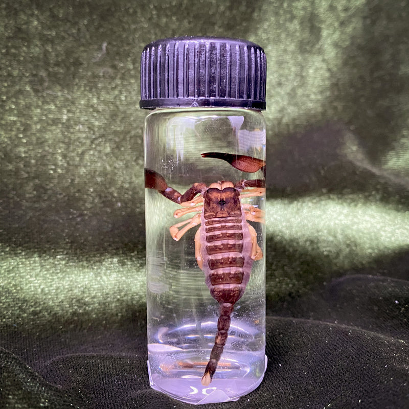 Scorpion Wet Specimen