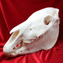 Plains Zebra Skull GRADE B