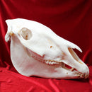 Plains Zebra Skull GRADE B