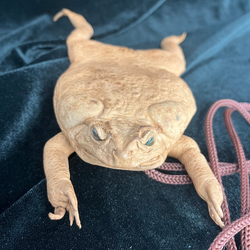 Cane Toad Taxidermy Purse