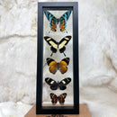 5 Assorted Butterflies in Double Glass