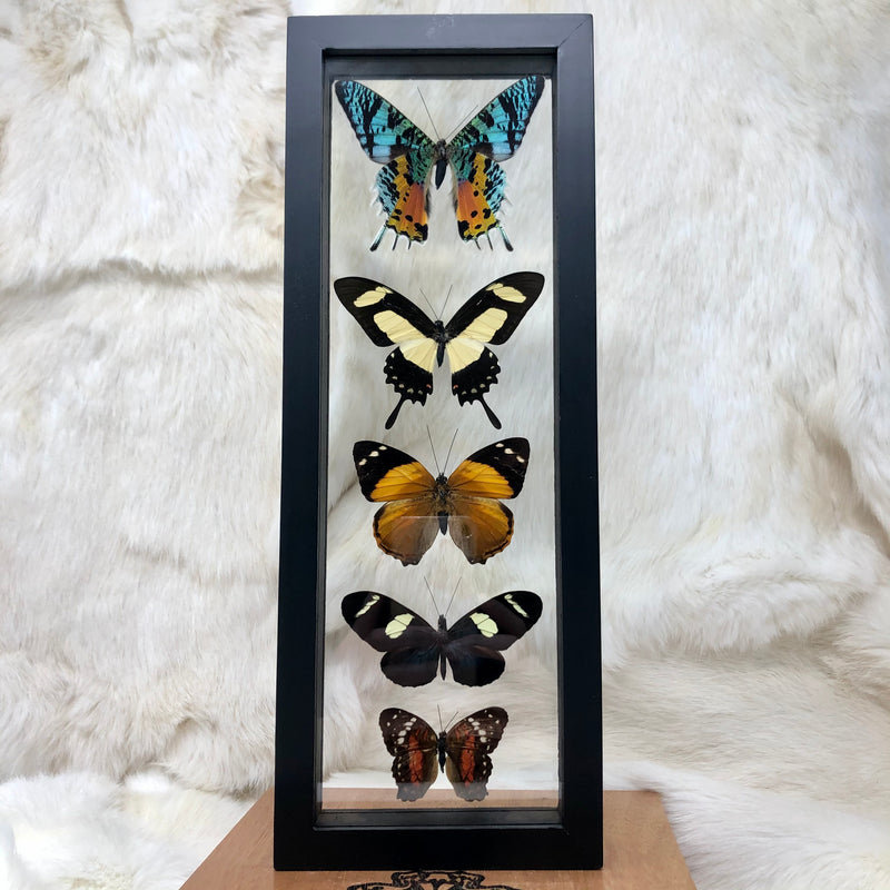 5 Assorted Butterflies in Double Glass