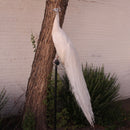 Albino Peacock Mount